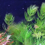 植栽から16日目（トリミングから11日目）　マツモ